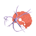 Création Site web Réseau médical Parkinson Sud-Est